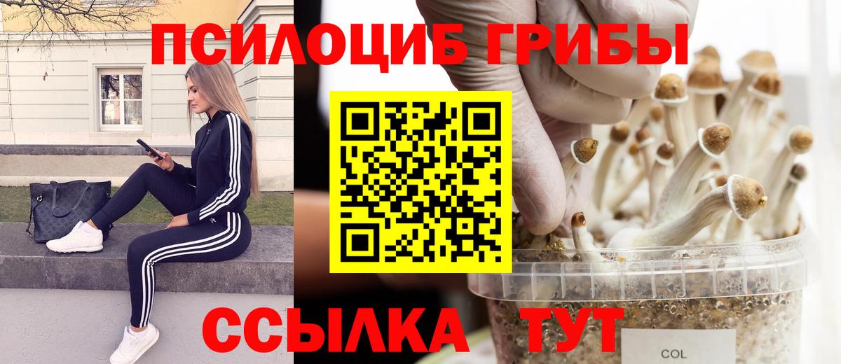 Псилоцибиновые грибы Psilocybe  Вход с VPN  Осинники 